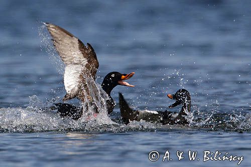 Uhla zwyczajna, Melanitta fusca, velvet duck fot A&W Bilińscy bank zdjęć, fotografia przyrodnicza i podróżnicza