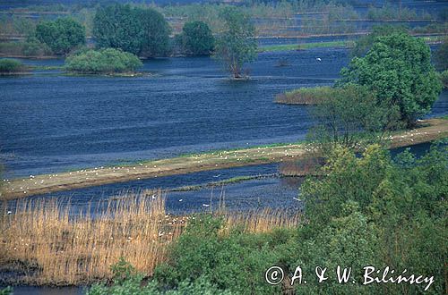 Rezerwat Słońsk Park Krajobrazowy Ujście Warty, Park Narodowy Ujście Warty