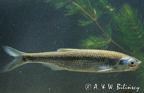 ukleja { Alburnus alburnus)