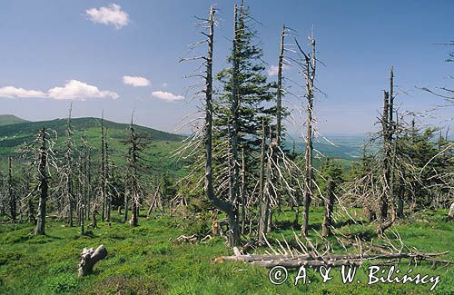 Umarły las w Karkonowskim Parku Narodowym, Karkonosze, Polska