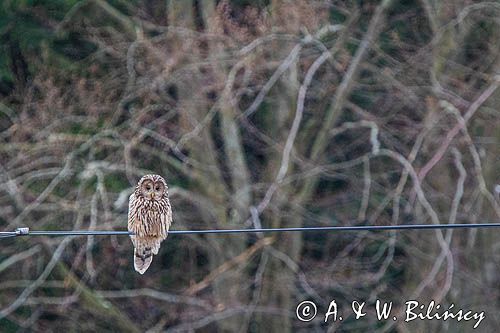 Puszczyk uralski, Strix uralensis