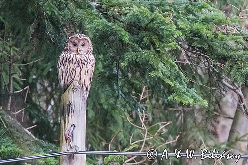 Puszczyk uralski, Strix uralensis