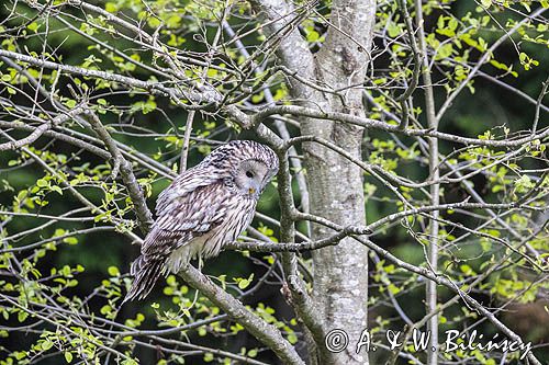 Puszczyk uralski, Strix uralensis