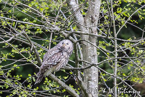 Puszczyk uralski, Strix uralensis