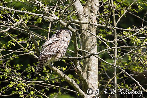 Puszczyk uralski, Strix uralensis