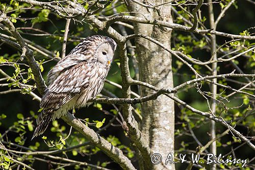 Puszczyk uralski, Strix uralensis