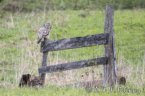 Ural owl. Strix uralensis, puszczyk uralski photo A&W Bilińscy, fotografia przyrodnicza