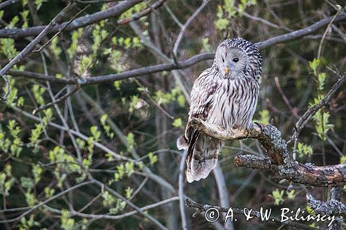 Puszczyk uralski, Strix uralensis