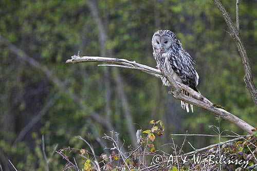 Puszczyk uralski, Strix uralensis
