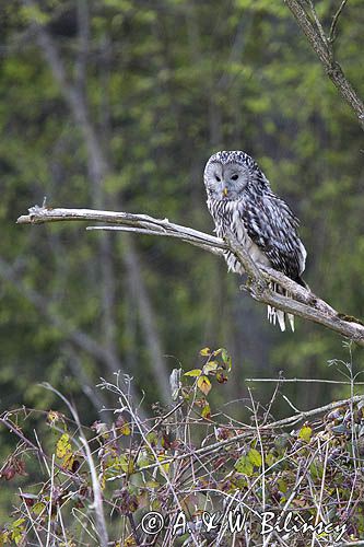 Puszczyk uralski, Strix uralensis