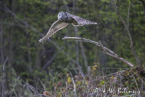 Puszczyk uralski, Strix uralensis