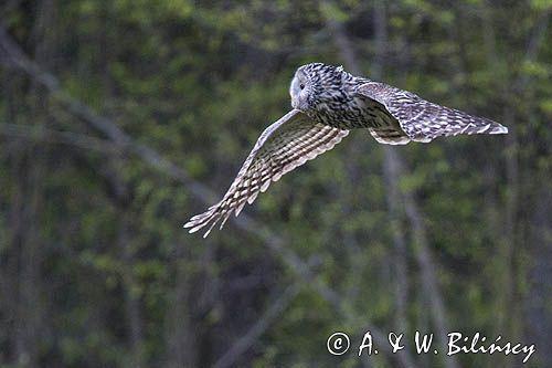 Puszczyk uralski, ural owl, Bieszczady, Poland fot A&W Bilińscy, bank zdjęć