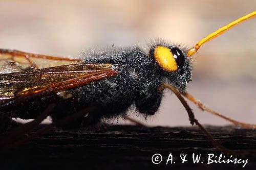 Trzpiennik olbrzym, Urocerus gigas, The Giant Woodwasp, Banded Horntail, or Greater Horntail