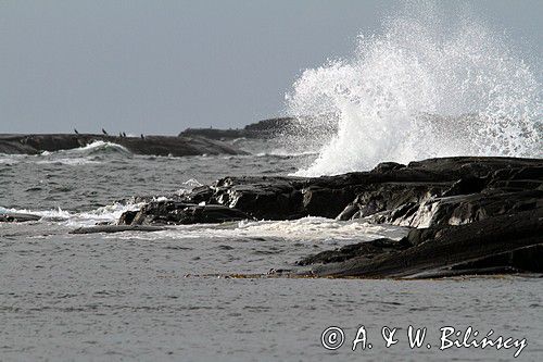 Ursholmen, Kosterhavet Park Narodowy, Szwecja Zachodnia, Skagerrak, Västra Götaland