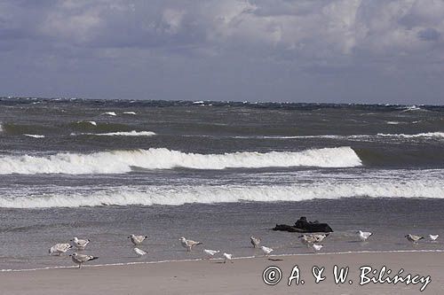 Ustka plaża