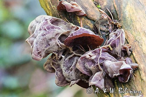 Uszak bzowy, Auricularia auricula-judae, na bzie czarnym, Bieszczady