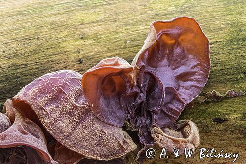 Uszak bzowy, Auricularia auricula-judae, na bzie czarnym, Bieszczady