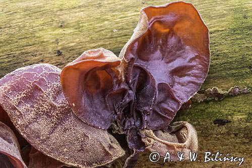 Uszak bzowy, Auricularia auricula-judae, na bzie czarnym, Bieszczady