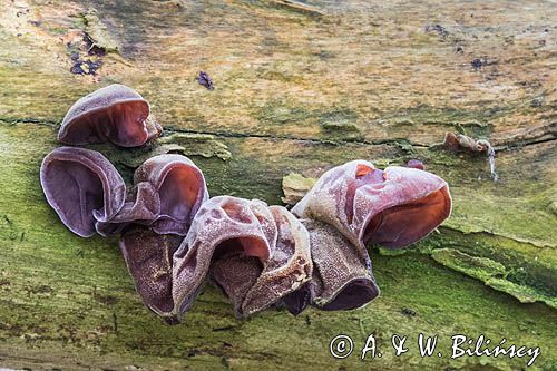 Uszak bzowy, Auricularia auricula-judae, na bzie czarnym, Bieszczady