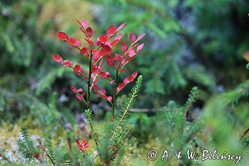 runo, Borówka czarna, Vaccinium myrtillus, wyspa Prastgrundet , Szwecja, Zatoka Botnicka