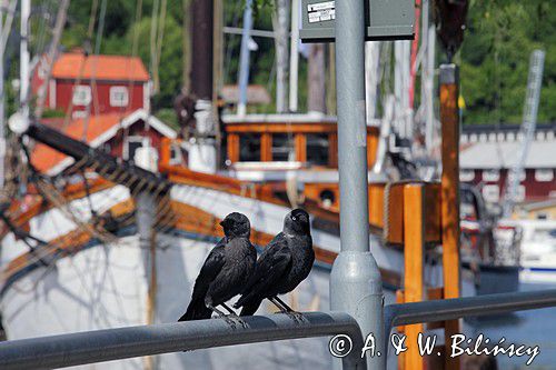 kawki, Coloeus monedula syn. Corvus monedula, w porcie Valdemarsvik, Szwecja