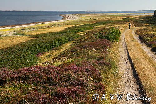 Na wyspie Veno, Limfjord, Jutlandia, Dania