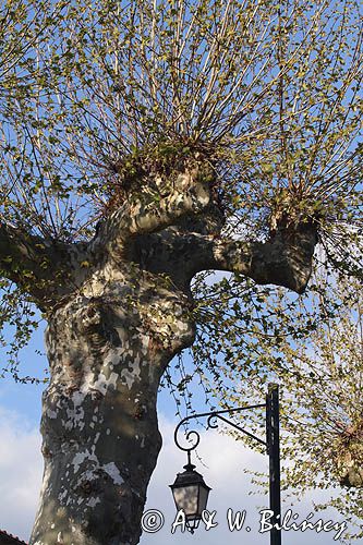 Platan klonolistny, Platanus × hispanica, Vianne, Gaskonia, Francja