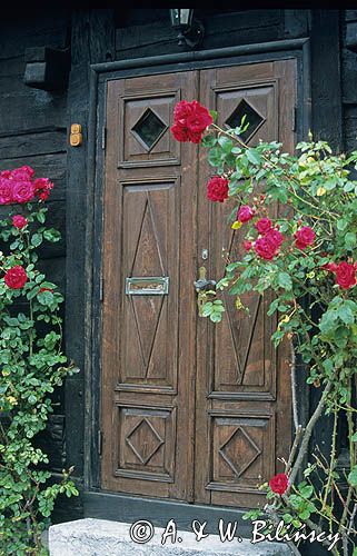 Visby na Gotlandii, róże pnące się po elewacji budynku.
