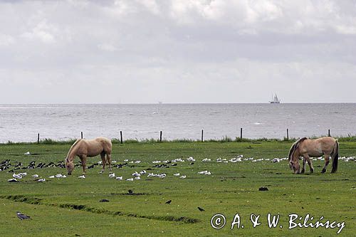 konie i mewy na wyspie Vlieland, Wyspy Fryzyjskie, Holandia, Waddensee, Morze Wattowe