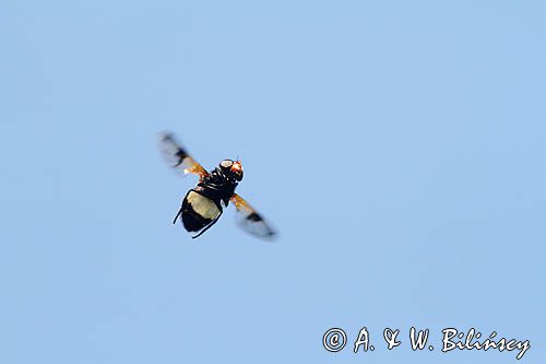 Trzmielówka leśna, Volucella pellucens, Bieszczady