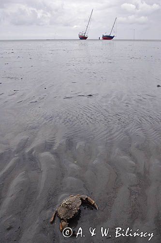 krab na osuchu w czasie odpływu na morzu, Warffumerlaag koło Noordpolderzijl, Fryzja, Waddenzee, Holandia, Morze Wattowe
