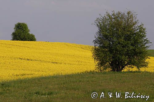 pole rzepaku, Warmia