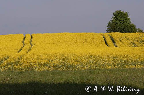 pole rzepaku, Warmia