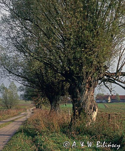 Droga na Bugi, Warmia