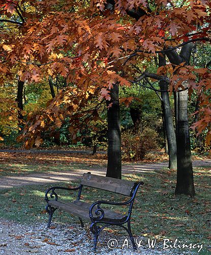 ławka w parku w Łazienkach Warszawskich