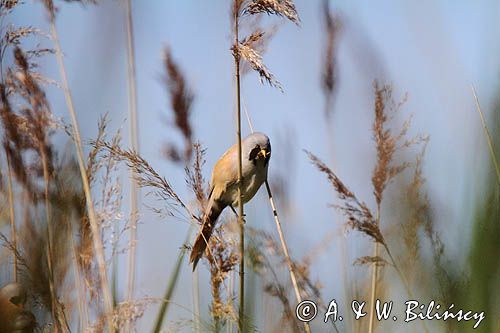 Wąsatka, Panurus biarmicus