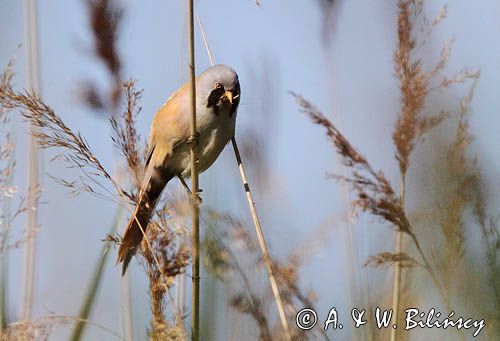 Wąsatka, Panurus biarmicus, bearded tit, Bank zdjęć AiW Bilińscy, fotografia przyrodnicza