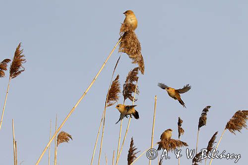 Wąsatka, Panurus biarmicus