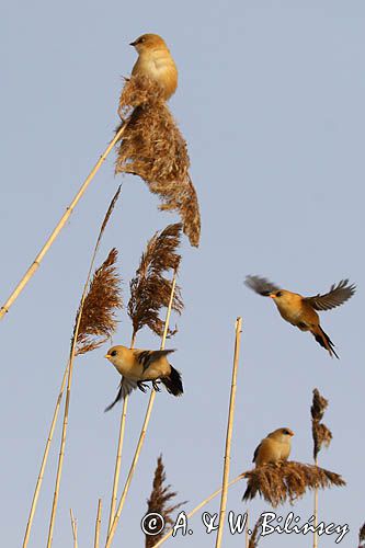 Wąsatki, bearded reedlings, Panurus biarmicus photo A&W Bilińscy bank zdjęć, fotografia przyrodnicza