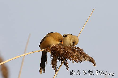 Wąsatka, Panurus biarmicus, para