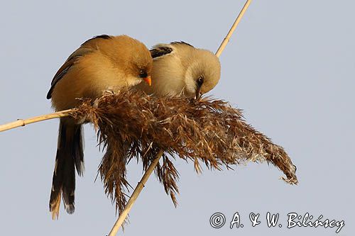 Wąsatka, bearded reedling, Panurus biarmicus fot A&W Bilińscy bank zdjęć, fotografia przyrodnicza