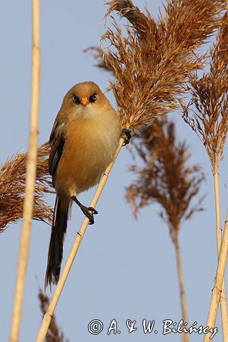 Wąsatka, Panurus biarmicus, samiec