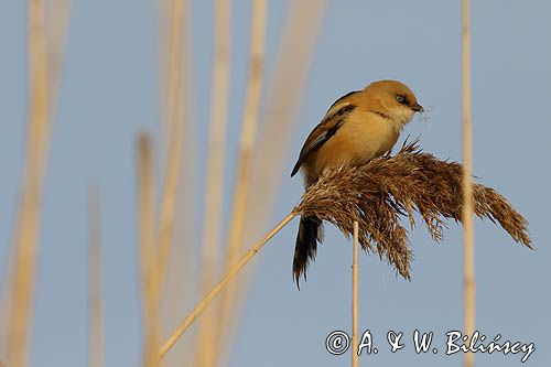 Wąsatka, Panurus biarmicus, samica