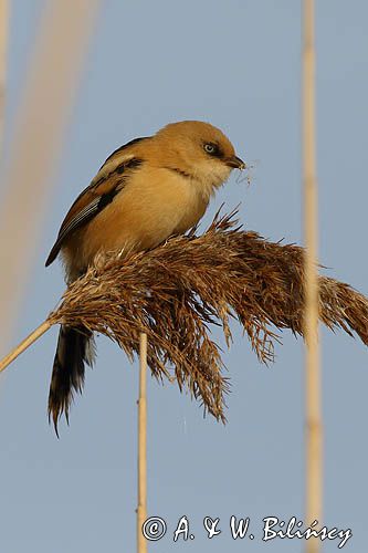 Wąsatka, Panurus biarmicus, samica