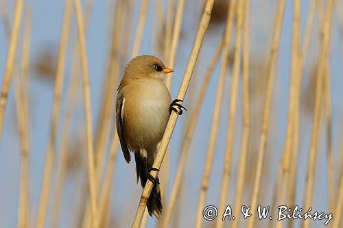 Wąsatka, Panurus biarmicus, samiec