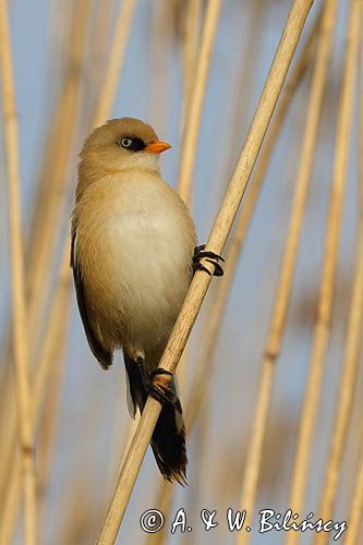 Wąsatka, Panurus biarmicus, samiec