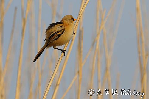 Wąsatka, Panurus biarmicus, samiec