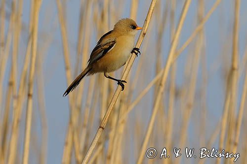 Wąsatka, Panurus biarmicus, samiec