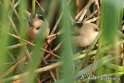 Wąsatki, bearded reedlings Panurus biarmicus, fot. A&W Bilińscy