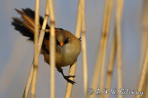 Wąsatka, Panurus biarmicus, samiec